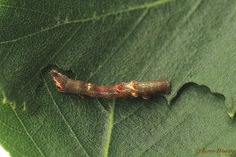 37932-Herculesje - Selenia dentaria