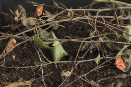 37941-Herculesje - Selenia dentaria