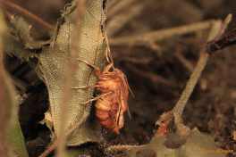 37943-Herculesje - Selenia dentaria