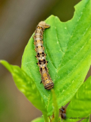 39653-Perentak-Phigalia-pilosaria