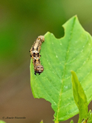 39653B-Perentak-Phigalia-pilosaria