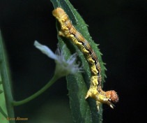 40852-Grote-wintervlinder-Erannis-defoliaria