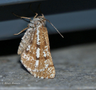 44800-Dennenspanner-Bupalus-piniara