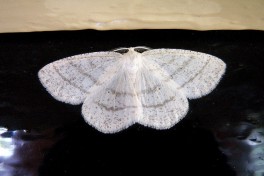 45523-Witte grijsbandspanner - Cabera pusaria