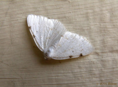 45663-Tweevlekspanner - Lomographa bimaculata