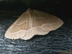 49683-Rode dennenspanner - Hylaea fasciaria