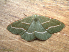 49684-Rode dennenspanner - Hylaea fasciaria