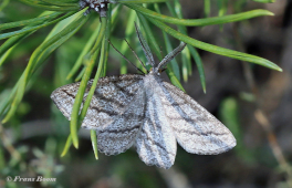 50515B-Gestreepte-bremspanner-Perconia-strigillaria