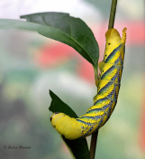 51583B-Doodshoofdvlinder-Acherontia-atropos