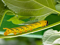 51584A-Doodshoofdvlinder-Acherontia-atropos