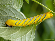 51584B-Doodshoofdvlinder-Acherontia-atropos