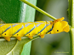 51584C-Doodshoofdvlinder-Acherontia-atropos