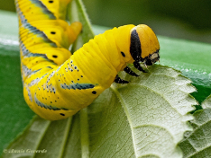 51584G-Doodshoofdvlinder-Acherontia-atropos