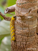 51586A-Doodshoofdvlinder-Acherontia-atropos