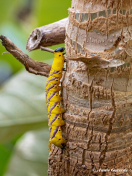 51586B-Doodshoofdvlinder-Acherontia-atropos