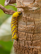 51586C-Doodshoofdvlinder-Acherontia-atropos