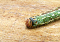 51649-Dennenpijlstaart - Sphinx pinastri