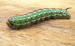 51650-Dennenpijlstaart - Sphinx pinastri