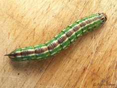 51651-Dennenpijlstaart - Sphinx pinastri