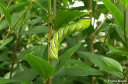 51715-Ligusterpijlstaart - Sphinx ligustri