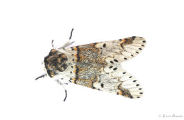 53733-Kleine hermelijnvlinder -  Furcula furcula