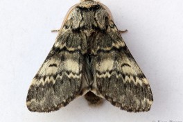 54923-Maantandvlinder - Drymonia ruficornis