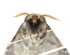 54925-Maantandvlinder - Drymonia ruficornis