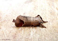 55272-Bruine wapendrager - Clostera curtula