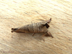 55273-Bruine wapendrager - Clostera curtula