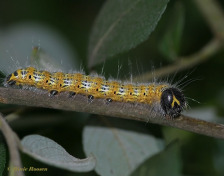 55335-Wapendrager-Phalera-bucephala