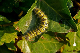 55336-Wapendrager - Phalera bucephala