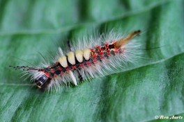 56650- Witvlakvlinder - Orgyia antiqua