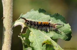 56652-Witvlakvlinder-Orgyia-antiqua