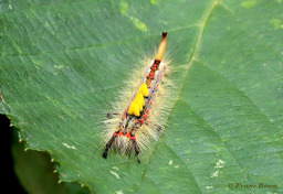 56653-Witvlakvlinder-Orgyia-antiqua