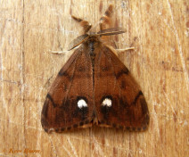 56663-Witvlakvlinder - Orgyia antiqua