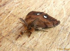 56664-Witvlakvlinder - Orgyia antiqua