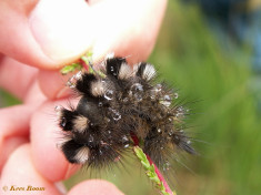 56790-Grauwe borstel - Dicallomera fascelina