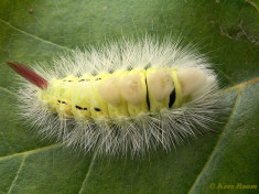 56855-Meriansborstel - Callitera pudibunda