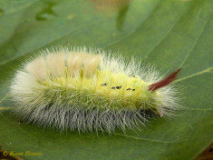 56856-Meriansborstel - Callitera pudibunda