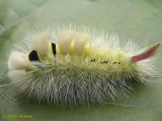 56857-Meriansborstel - Callitera pudibunda