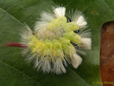 56858-Meriansborstel - Callitera pudibunda