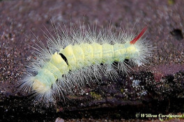 56862-Meriansborstel-Calliteara-pudibunda