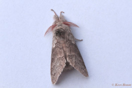 56870-Meriansborstel - Calliteara pudibunda