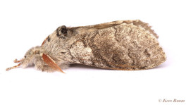 56871-Meriansborstel - Calliteara pudibunda