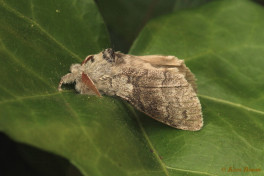 56872-Meriansborstel - Calliteara pudibunda