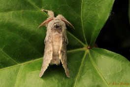 56873-Meriansborstel - Calliteara pudibunda