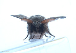 56877-Meriansborstel - Callitera pudibunda