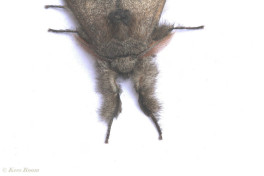 56878-Meriansborstel - Callitera pudibunda