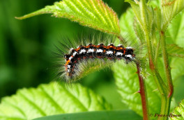 57000- Donsvlinder - Euproctis similis