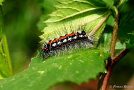 57001- Donsvlinder - Euproctis similis